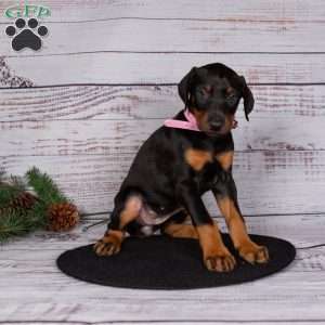 Josey, Doberman Pinscher Puppy